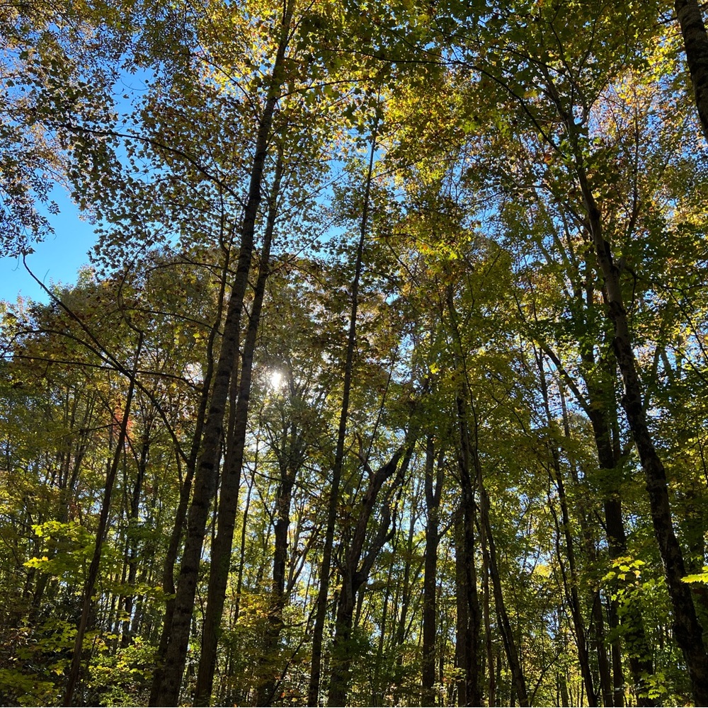 Meet your Posher, Carrie